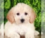 Small Photo #2 Poochon Puppy For Sale in MOUNT VERNON, OH, USA