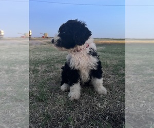 Bernedoodle Puppy for sale in HOBART, OK, USA