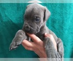 Small Photo #5 Cane Corso Puppy For Sale in COLUMBIA, SC, USA