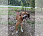 Small #4 Boxer Mix