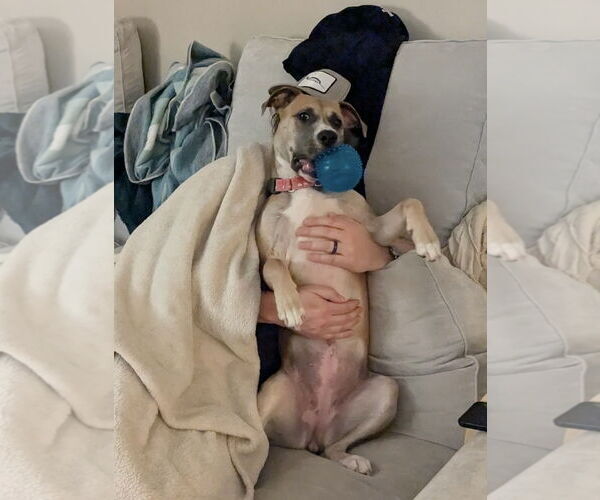 Medium Photo #1 Black Mouth Cur-Unknown Mix Puppy For Sale in Germantown, OH, USA