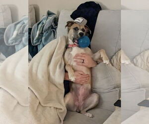 Black Mouth Cur-Unknown Mix Dogs for adoption in Germantown, OH, USA