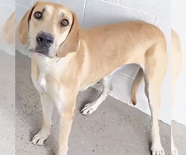 Medium Photo #2 Great Dane-Unknown Mix Puppy For Sale in Houston, TX, USA