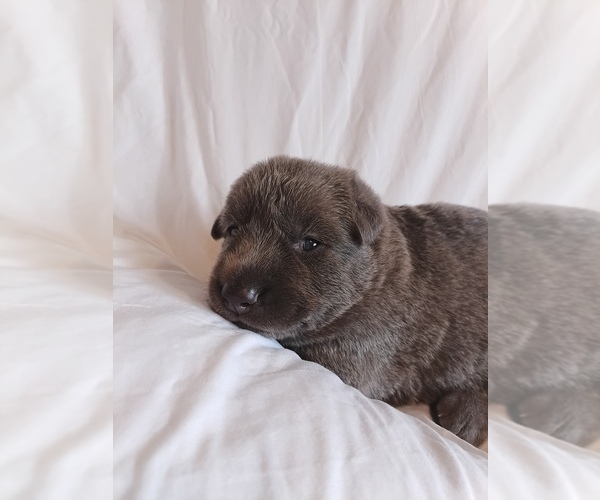 Medium Photo #2 German Shepherd Dog Puppy For Sale in LITCHFIELD, MI, USA