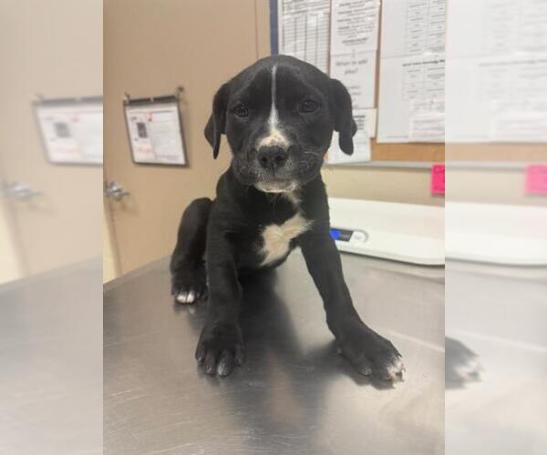 Medium Photo #1 Labrador Retriever-Unknown Mix Puppy For Sale in Conroe, TX, USA