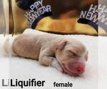 Small Photo #3 Australian Shepherd-Lab-Pointer Mix Puppy For Sale in MILLVILLE, MN, USA