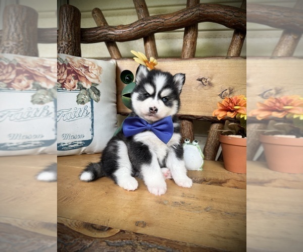 Medium Photo #9 Pomsky Puppy For Sale in VENUS, PA, USA