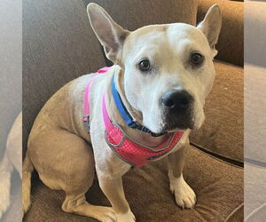 American Pit Bull Terrier Dogs for adoption in Minneapolis, MN, USA