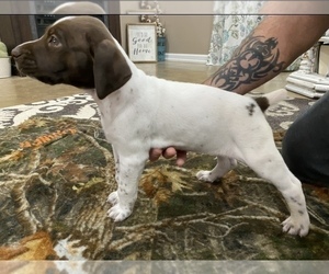 German Shorthaired Pointer Puppy for sale in PARAGOULD, AR, USA
