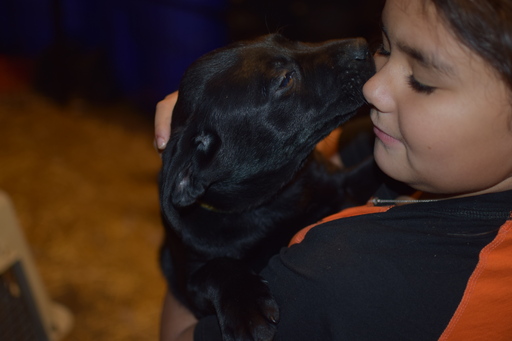 Medium Photo #3 Labrador Retriever Puppy For Sale in MERRIAM, KS, USA