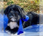 Small Photo #5 Yorkie-ton Puppy For Sale in MC CLURE, PA, USA