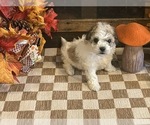 Jill - Female Cavachon Puppy for Sale - Photo #2