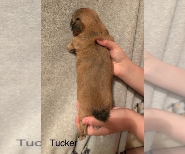 Medium Photo #7 Shih Apso Puppy For Sale in SCOTTSDALE, AZ, USA