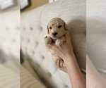 Small Photo #9 Goldendoodle Puppy For Sale in ZEBULON, NC, USA