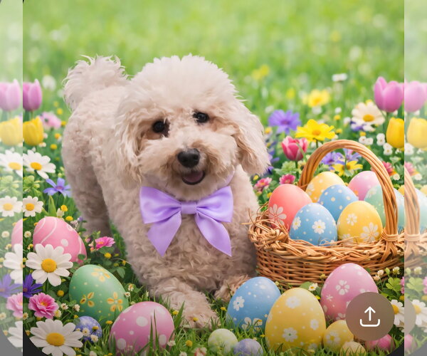 Medium Photo #1 Bichon Frise Puppy For Sale in Seaford, DE, USA