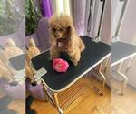 Small Photo #1 Poodle (Miniature) Puppy For Sale in DENVER, CO, USA