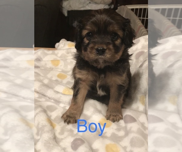 Medium Photo #1 Cavalier King Charles Spaniel-Scorkie Mix Puppy For Sale in ITHACA, NY, USA
