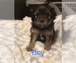 Small Photo #1 Cavalier King Charles Spaniel-Scorkie Mix Puppy For Sale in ITHACA, NY, USA