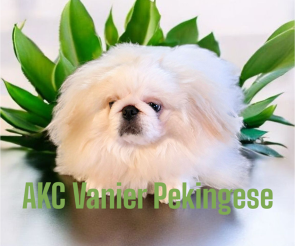 Medium Photo #3 Pekingese Puppy For Sale in ARGYLE, TX, USA