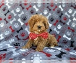 Small #6 Cavapoo (Miniature)