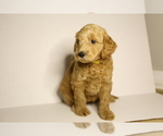 Puppy 3 Doodle-Goldendoodle Mix