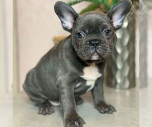 French Bulldog Puppy for sale in CROWN POINT, IN, USA