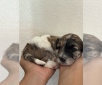 Small #11 Bernedoodle (Miniature)
