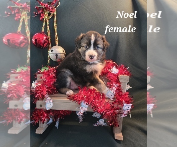 Medium Photo #2 Australian Shepherd Puppy For Sale in BRIDGEWATER, VA, USA