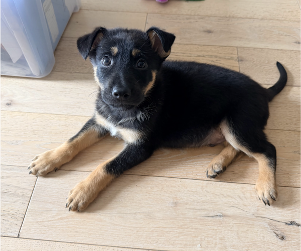 Medium Photo #2 German Shepherd Dog-Unknown Mix Puppy For Sale in Brooklyn, NY, USA
