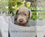 Small Photo #15 Labrador Retriever Puppy For Sale in HARLEM, GA, USA
