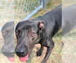 Small #1 Labrador Retriever Mix