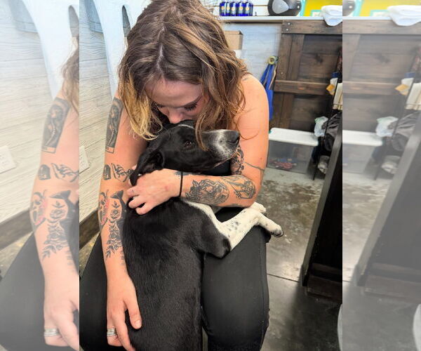 Medium Photo #2 German Shorthaired Pointer-Unknown Mix Puppy For Sale in Overland Park, KS, USA