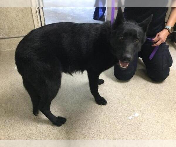 Medium Photo #1 German Shepherd Dog Puppy For Sale in Riverside, CA, USA