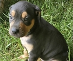Small Photo #5 Catahoula Leopard Dog Puppy For Sale in WADDY, KY, USA