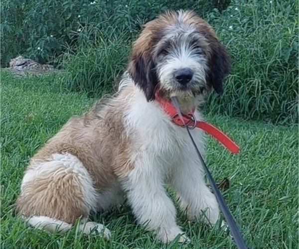 Medium Photo #1 Saint Berdoodle Puppy For Sale in LEWISBURG, KY, USA