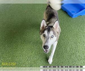 - Mix Dogs for adoption in West Palm Beach, FL, USA