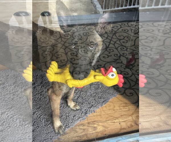 Medium Photo #1 Mutt Puppy For Sale in Stevens Point, WI, USA