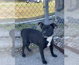 American Pit Bull Terrier Dogs for adoption in Rosenberg, TX, USA