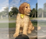 Small #23 Goldendoodle