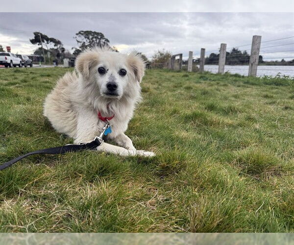 Medium Photo #2 Chihuahua Puppy For Sale in Berkeley , CA, USA