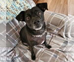 Small #5 Chihuahua Mix
