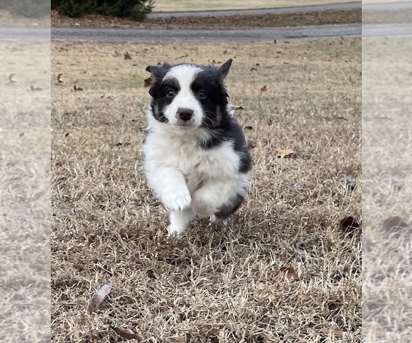 Medium Photo #2 Border Collie-Papillon Mix Puppy For Sale in CULPEPER, VA, USA