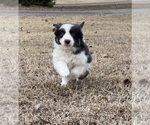 Small #1 Border Collie-Papillon Mix