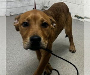 Mutt Dogs for adoption in San Bernardino, CA, USA