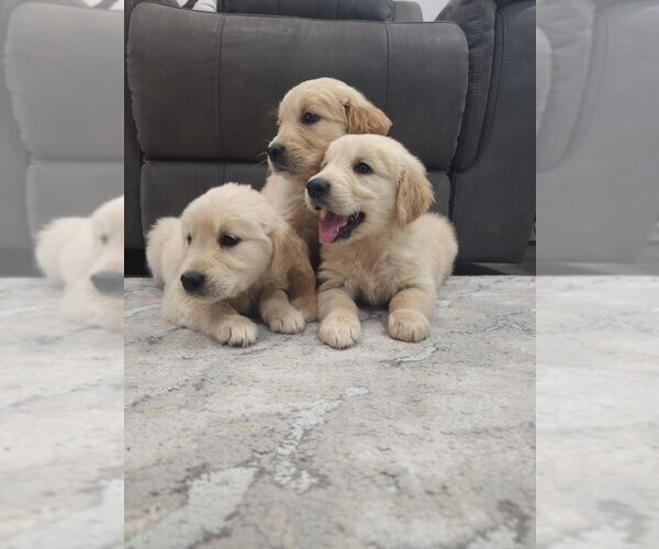 Medium Photo #5 Golden Retriever Puppy For Sale in SACRAMENTO, CA, USA