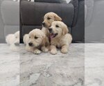 Small #4 Golden Retriever
