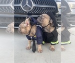 Small #8 French Bulldog