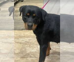 Small #3 Rottweiler Mix
