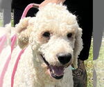 Small #4 Labradoodle