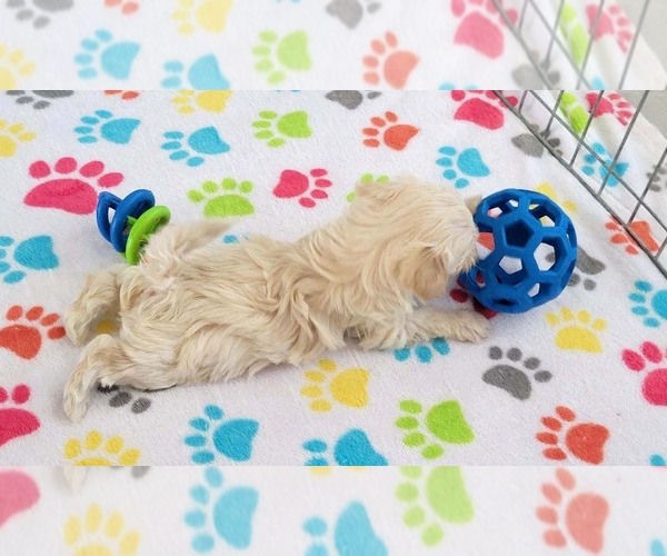 Medium Photo #2 Maltese-Poodle (Toy) Mix Puppy For Sale in ORO VALLEY, AZ, USA